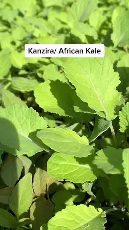 Kanzira — Ethiopian Kale