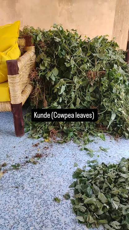 Kunde + Terere